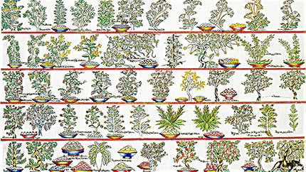 藏藥材資源分布、發(fā)展史