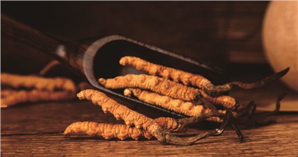 什么是斷草？斷草和冬蟲夏草的區(qū)別和購買常識